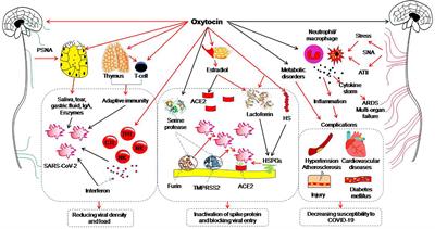 Potential of Endogenous Oxytocin in Endocrine Treatment and Prevention of COVID-19